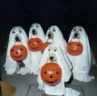 halloween pour les chiens !